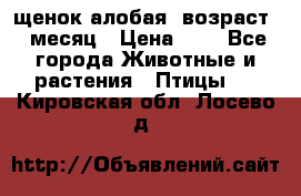 щенок алобая .возраст 1 месяц › Цена ­ 7 - Все города Животные и растения » Птицы   . Кировская обл.,Лосево д.